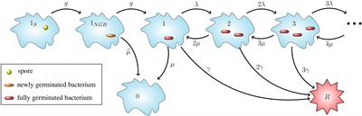 A Stochastic Intracellular Model of Anthrax Infection With Spore Germination Heterogeneity